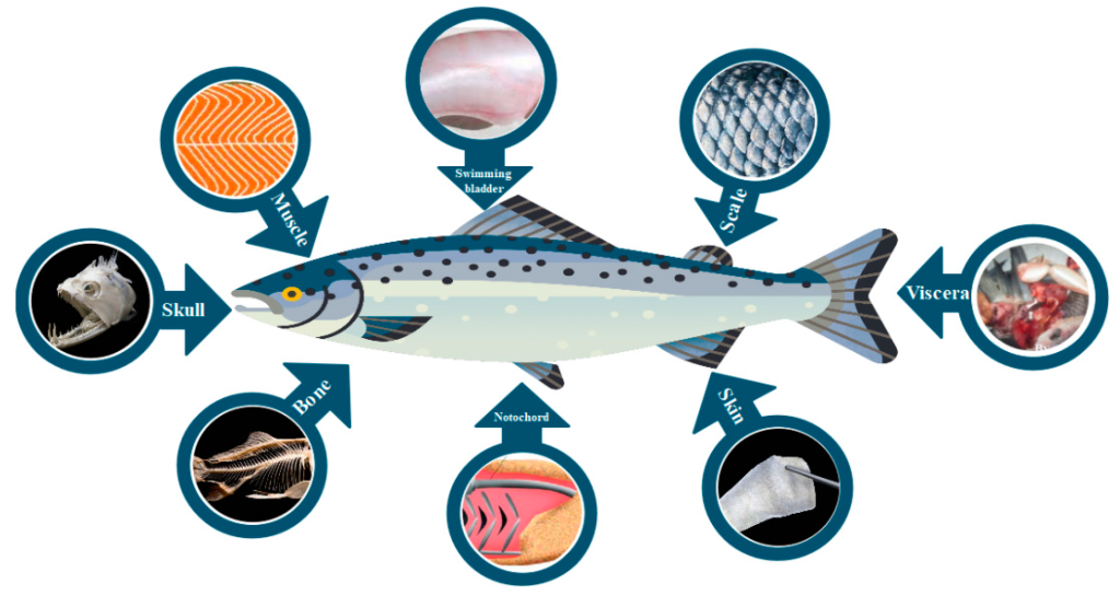 marine collagen manufacturer
