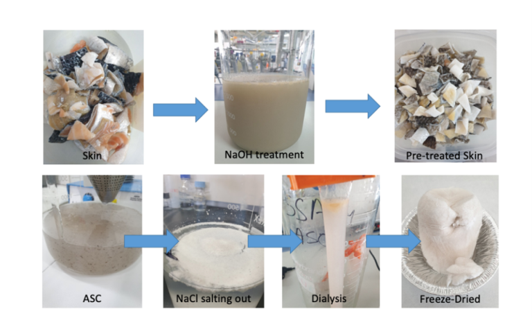 Sustainable Sources Behind High-Quality Marine Collagen Manufacturing Processes