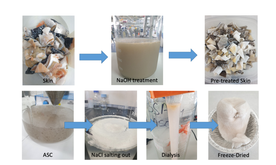 Sustainable Sources Behind High-Quality Marine Collagen Manufacturing Processes